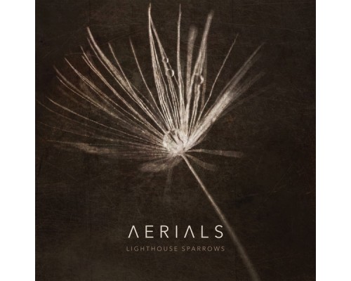 Lighthouse Sparrows - Aerials