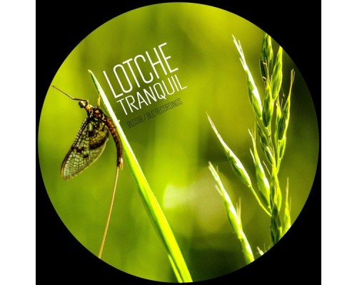 Lotche - Tranquil