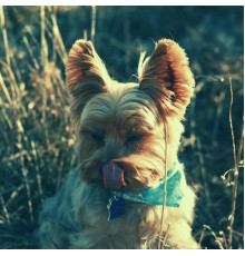 Marvellous Dog Calming Music - Calm - Stressed Dogs