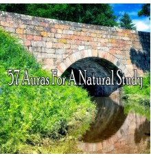 Massage Therapy Music - 57 Auras For A Natural Study