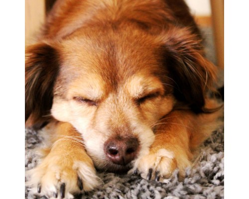 Music for Dogs Playlist - Jazz Ballad - Background Music for Anxious Dogs Music for Dogs Playlist - Jazz Ballad - Background Music for Anxious Dogs