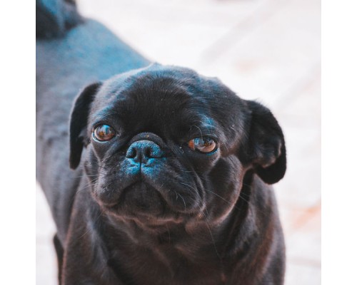 Music for Dogs Playlist - Paradise Like Ambiance for Mans Best Friend Music for Dogs Playlist - Paradise Like Ambiance for Mans Best Friend