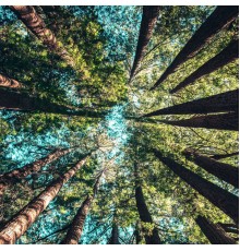 Nature Sounds, Nature & Sounds Background, Nature Sounds Nature Music - Nature's Beautiful Sounds