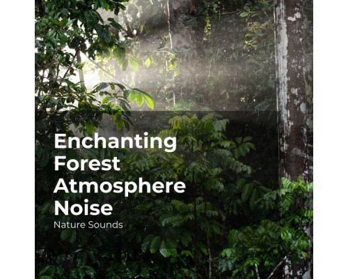 Nature Sounds, Sleep Sounds of Nature, Nature Sounds Nature Music - Enchanting Forest Atmosphere Noise Nature Sounds, Sleep Sounds of Nature, Nature Sounds Nature Music - Enchanting Forest Atmosphere Noise