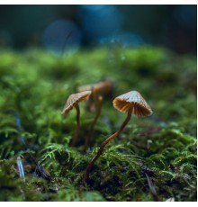 Nature Sounds XLE Library, Phantom Void - Sounds of Rustling and Footsteps