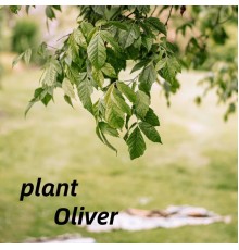 Oliver - plant