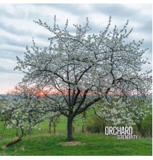 Orchard - Serendipity