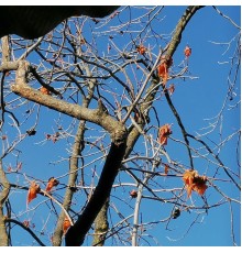 Peach Banquet - Rubber Leaves