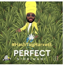 Perfect Giddimani - #Hashtagharvest