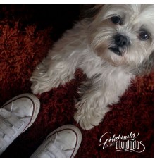 Polichinela y Los Olvidados - Dónde Entierro a Mi Perro