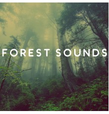 Rainforest, nieznany, Dominika Jurczuk-Gondek - Forest Sounds – Calming Music for Relaxation, Birds Singing, Soothing Guitar, Peaceful Mind