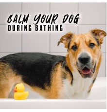Relaxation Music Academy, Home SPA Collection - Calm Your Dog during Bathing
