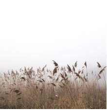 Relaxed Minds, Mother Nature FX and Nature Sounds Nature Music - Serenity Melodies for Peace & Tranquility