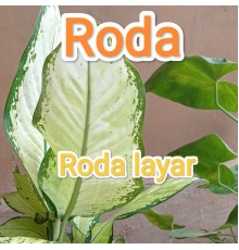 Roda - Layar