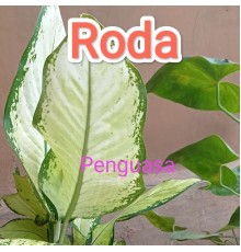 Roda - Penguasa