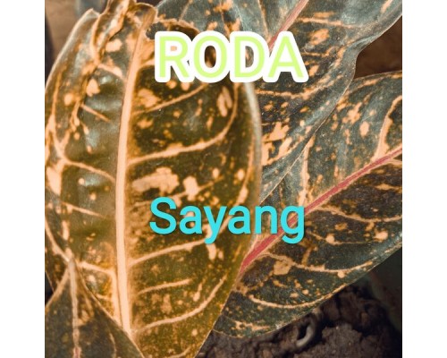 Roda - Sayang