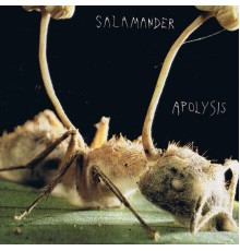 Salamander - Apolysis