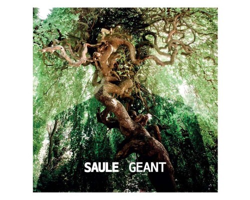 Saule - Géant