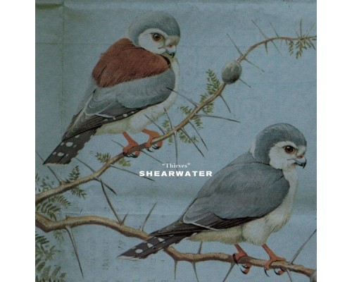 Shearwater - Thieves