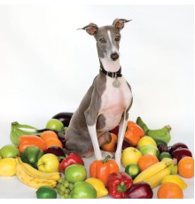 Shellac - Excellent Italian Greyhound