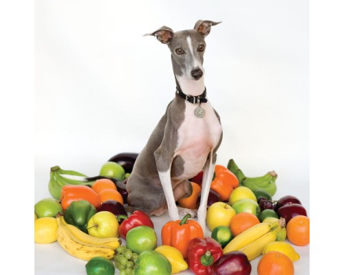 Shellac - Excellent Italian Greyhound