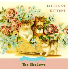 The Shadows - Litter Of Kittens