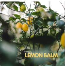 Tila - Lemon Balm