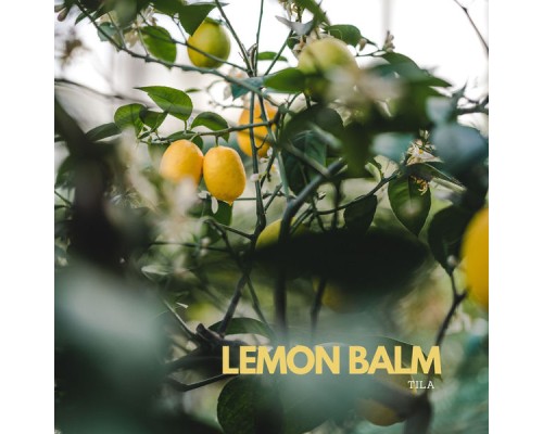 Tila - Lemon Balm