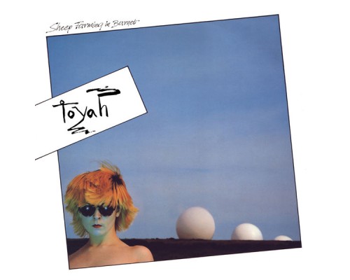 Toyah - Sheep Farming in Barnet