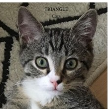 Triangle - Cats