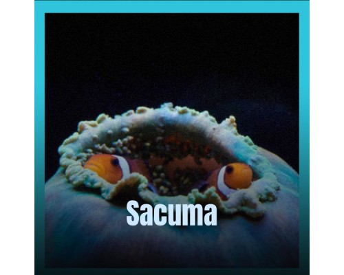 Various Artist - Sacuma