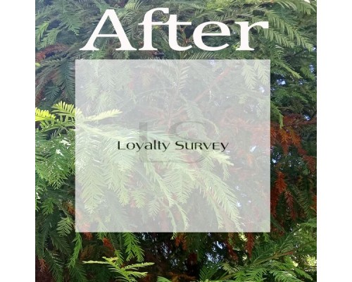 Various Artists & Sundew - After