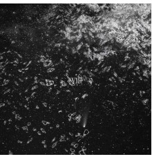 Wilt and Oceans - Wilt