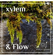 Xylem - & Flow