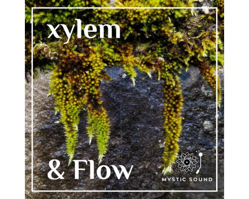 Xylem - & Flow