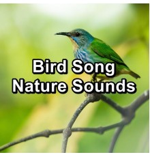 Yoga Tribe, Yoga, Yoga Music, Cam Dut - Bird Song Nature Sounds