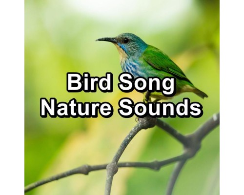 Yoga Tribe, Yoga, Yoga Music, Cam Dut - Bird Song Nature Sounds Yoga Tribe, Yoga, Yoga Music, Cam Dut - Bird Song Nature Sounds