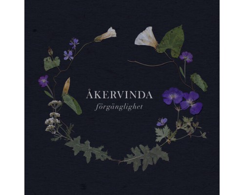 Åkervinda - Förgänglighet