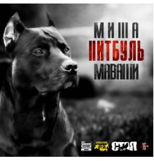 Миша Маваши - Питбуль